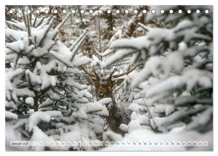 Produktbild: Emotionale Momente: Das Damwild. (Tischkalender 2027 DIN A5 quer), CALVENDO Monatskalender