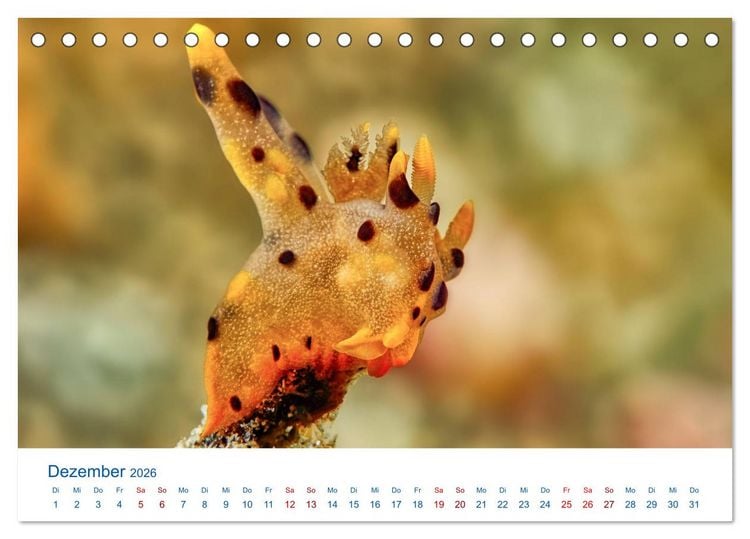 Produktbild: Die Farben im Meer (Tischkalender 2026 DIN A5 quer), CALVENDO Monatskalender