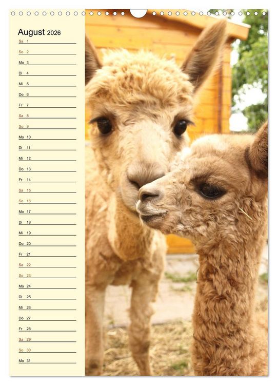 Produktbild: Alpakas zum Knuddeln gerne (Wandkalender 2026 DIN A3 hoch), CALVENDO Monatskalender