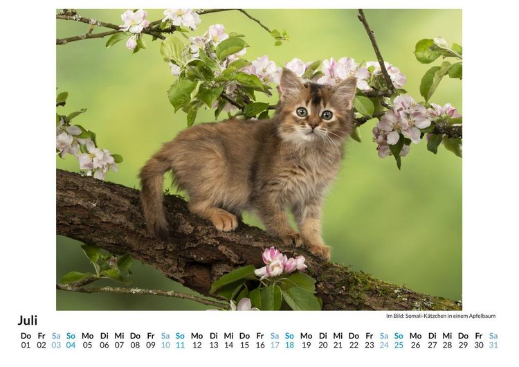 Produktbild: Tiere in der Natur