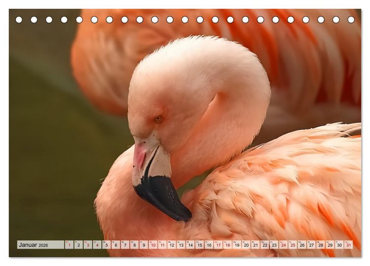Produktbild: Flamingo Zauber (Tischkalender 2026 DIN A5 quer), CALVENDO Monatskalender