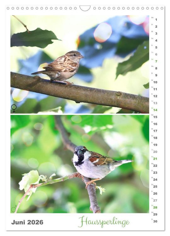 Produktbild: Vogel-Paare (Wandkalender 2026 DIN A3 hoch), CALVENDO Monatskalender