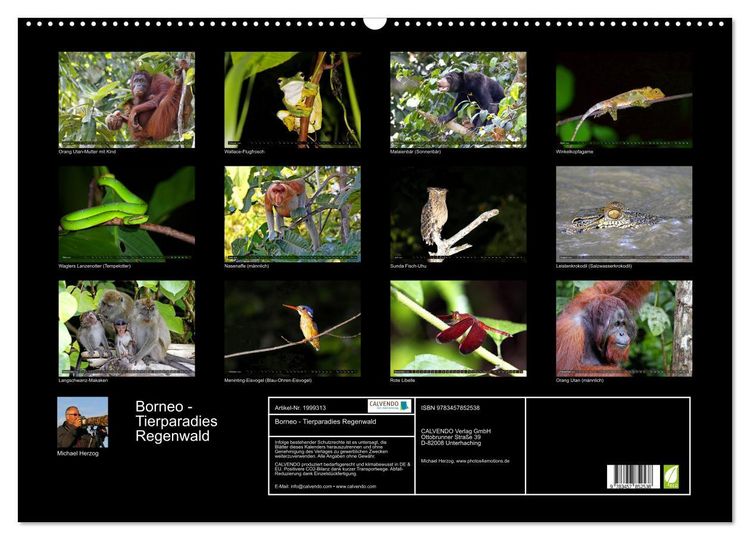 Produktbild: Borneo - Tierparadies Regenwald (Wandkalender 2026 DIN A2 quer), CALVENDO Monatskalender