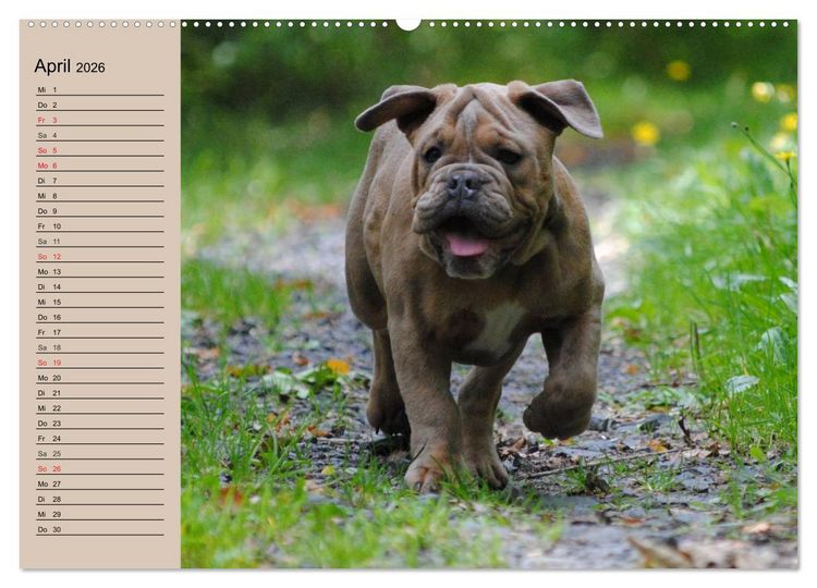Produktbild: Bulldoggen-Kinder (Wandkalender 2026 DIN A2 quer), CALVENDO Monatskalender