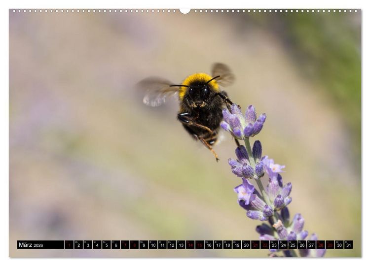 Produktbild: Hummeln - Flugaufnahmen eines faszinierenden Insekts (hochwertiger Premium Wandkalender 2026 DIN A2 quer), Kunstdruck in Hochglanz
