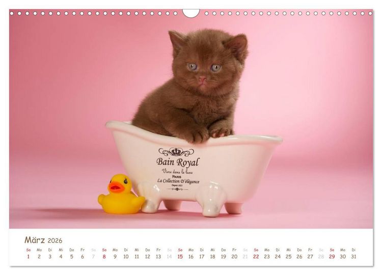 Produktbild: Die Britisch Kurzhaar (Wandkalender 2026 DIN A3 quer), CALVENDO Monatskalender