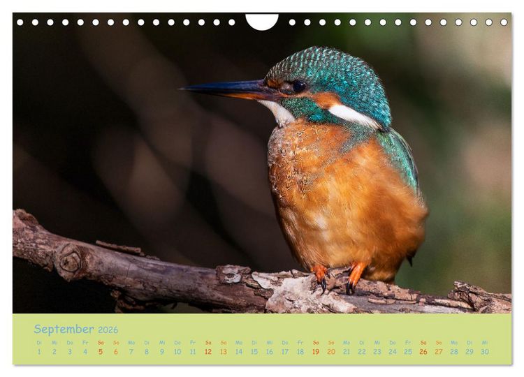 Produktbild: Eisv&ouml;gel, faszinierende kleine Flieger. (Wandkalender 2026 DIN A4 quer), CALVENDO Monatskalender