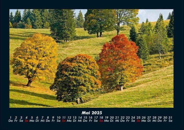 Produktbild: B&auml;ume 2025 Fotokalender DIN A4