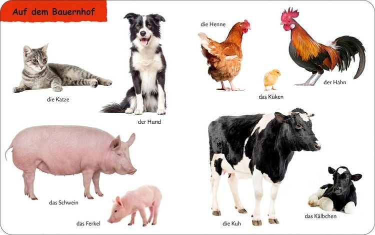 Produktbild: Duden 12+: Kennst du das? Die Tiere
