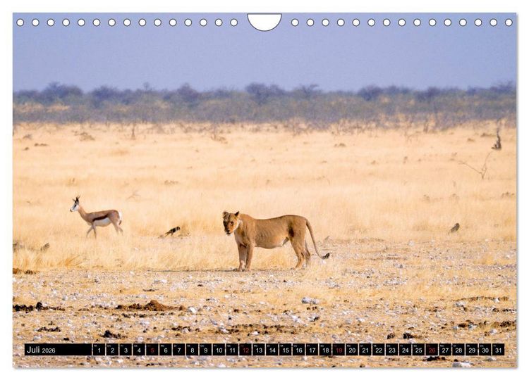 Produktbild: S&uuml;dliches Afrika - Vom Kap bis zu den Victoria F&auml;llen (Wandkalender 2026 DIN A4 quer), CALVENDO Monatskalender