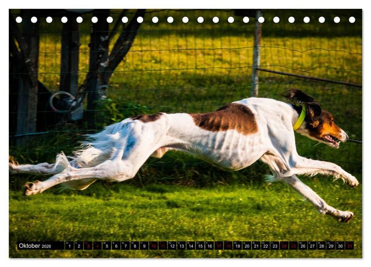 Produktbild: Windhunde - eine Leidenschaft (Tischkalender 2026 DIN A5 quer), CALVENDO Monatskalender