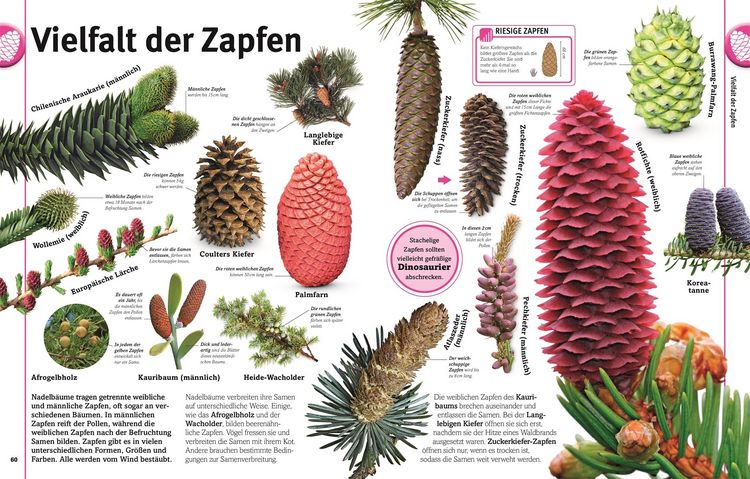 Produktbild: Unsere Welt in 1000 Bildern. Pflanzen