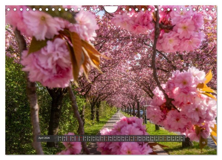 Produktbild: Magdeburg entdecken (Wandkalender 2026 DIN A4 quer), CALVENDO Monatskalender