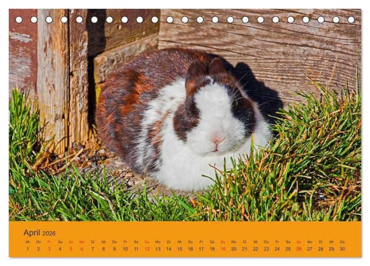 Produktbild: Wir sind die Stars am Bauernhof (Tischkalender 2026 DIN A5 quer), CALVENDO Monatskalender