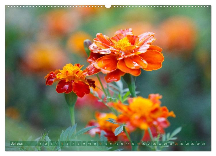 Produktbild: Die Poesie der Pflanzenwelt - Im Wandel der Jahreszeiten (hochwertiger Premium Wandkalender 2026 DIN A2 quer), Kunstdruck in Hochglanz