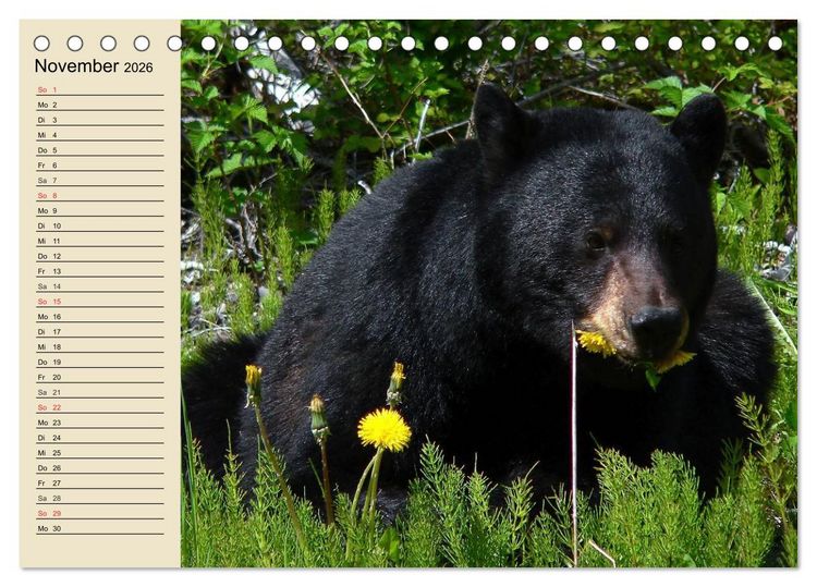 Produktbild: B&auml;ren (Tischkalender 2026 DIN A5 quer), CALVENDO Monatskalender