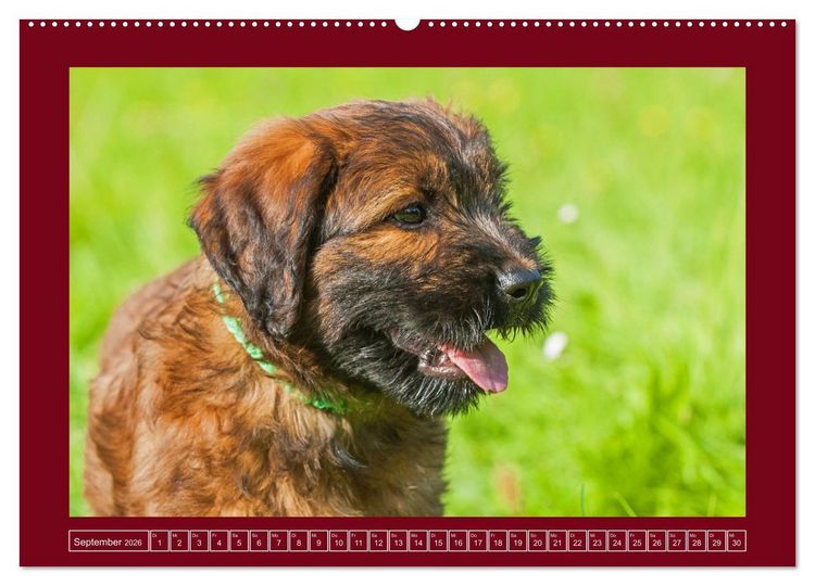 Produktbild: Herz auf vier Pfoten - Briard (Wandkalender 2026 DIN A2 quer), CALVENDO Monatskalender