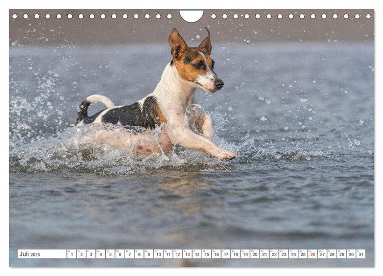 Produktbild: Jack Russell - Klein, aber oho! (Wandkalender 2026 DIN A4 quer), CALVENDO Monatskalender