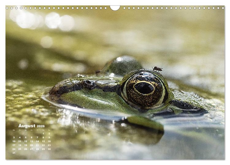 Produktbild: Gl&uuml;ckliche Fr&ouml;sche (Wandkalender 2026 DIN A3 quer), CALVENDO Monatskalender