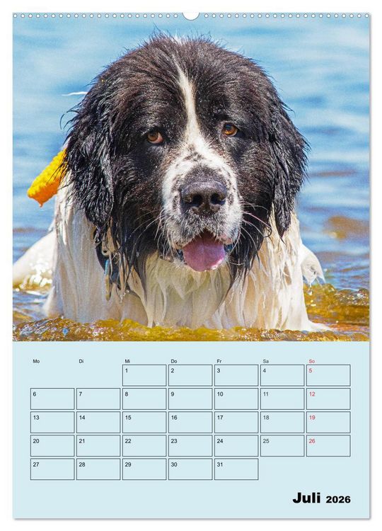 Produktbild: Familienplaner Landseer - Freund und Retter (hochwertiger Premium Wandkalender 2026 DIN A2 hoch), Kunstdruck in Hochglanz