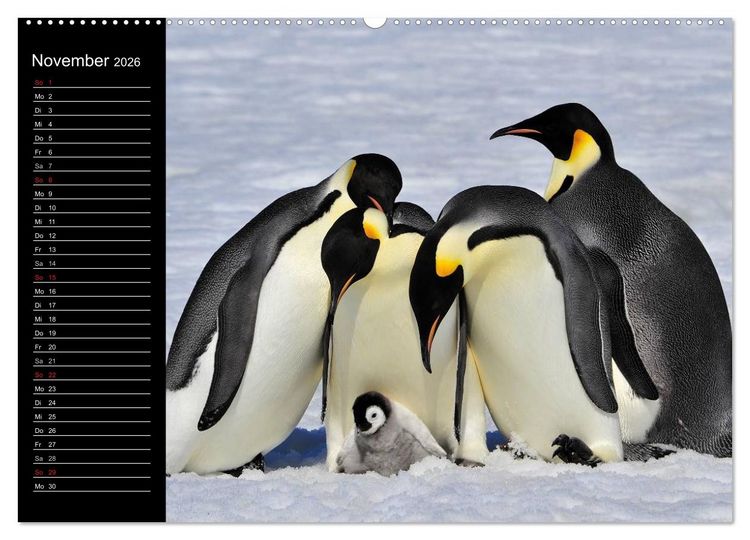 Produktbild: Pinguine - Kaiser- und K&ouml;nigspinguine (hochwertiger Premium Wandkalender 2026 DIN A2 quer), Kunstdruck in Hochglanz