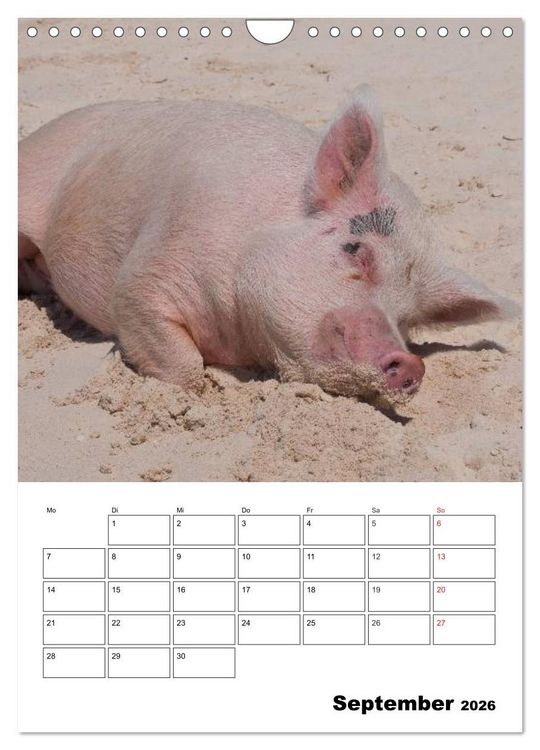 Produktbild: Schweine auf den Bahamas! (Wandkalender 2026 DIN A4 hoch), CALVENDO Monatskalender