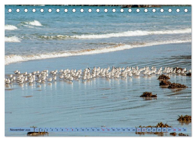 Produktbild: Bretagne und Normandie - Vor der Flut beobachten und entdecken (Tischkalender 2026 DIN A5 quer), CALVENDO Monatskalender