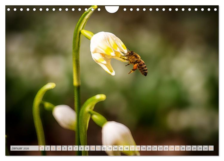 Produktbild: Bienen und Hummeln in Aktion (Wandkalender 2026 DIN A4 quer), CALVENDO Monatskalender