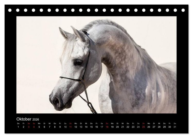 Produktbild: Vollblutaraber (Tischkalender 2026 DIN A5 quer), CALVENDO Monatskalender