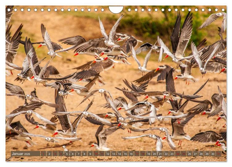 Produktbild: Uganda - im Herzen von Afrika (Wandkalender 2026 DIN A4 quer), CALVENDO Monatskalender