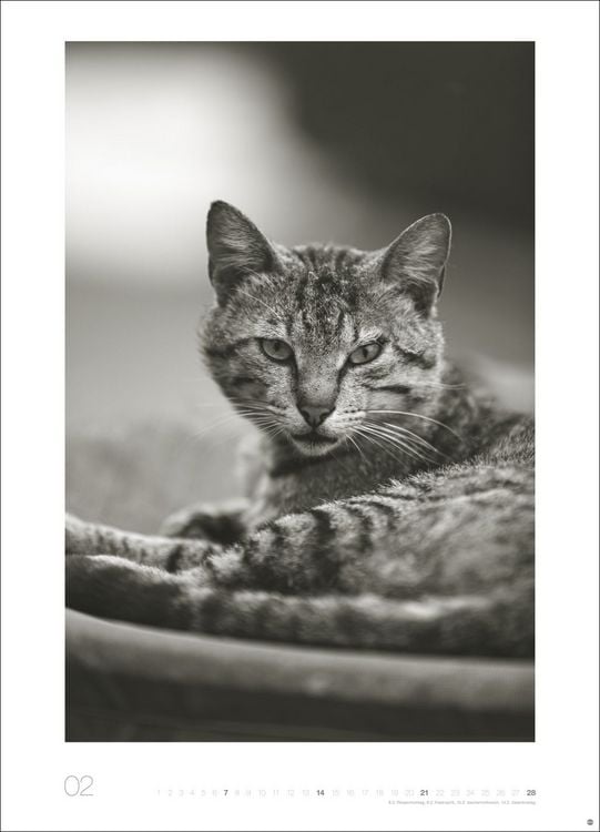 Produktbild: Cats Edition Kalender 2027