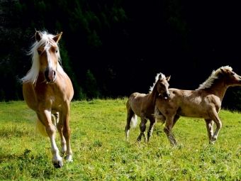 Produktbild: CALVENDO Puzzle Haflinger auf der Weide | 1000 Teile Lege-Gr&ouml;&szlig;e 64x48cm Foto-Puzzle f&uuml;r gl&uuml;ckliche Stunden
