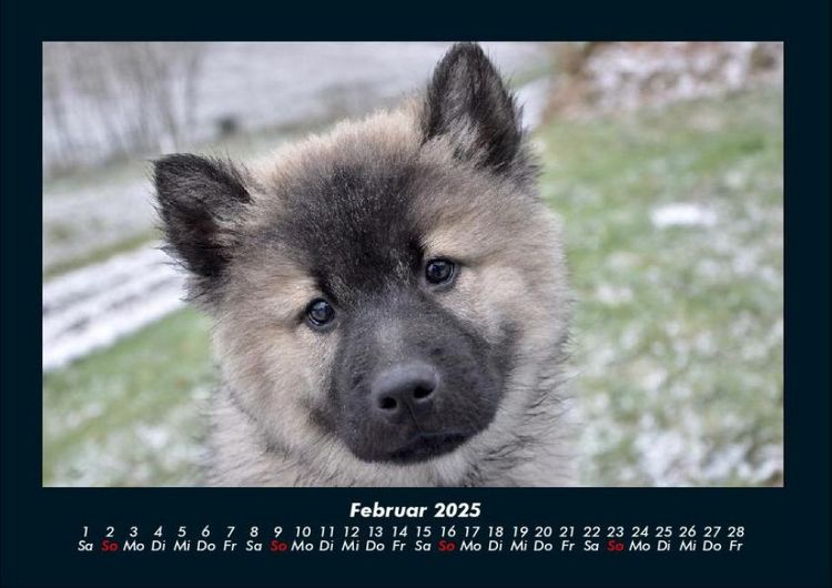 Produktbild: Hunde 2025 Fotokalender DIN A4