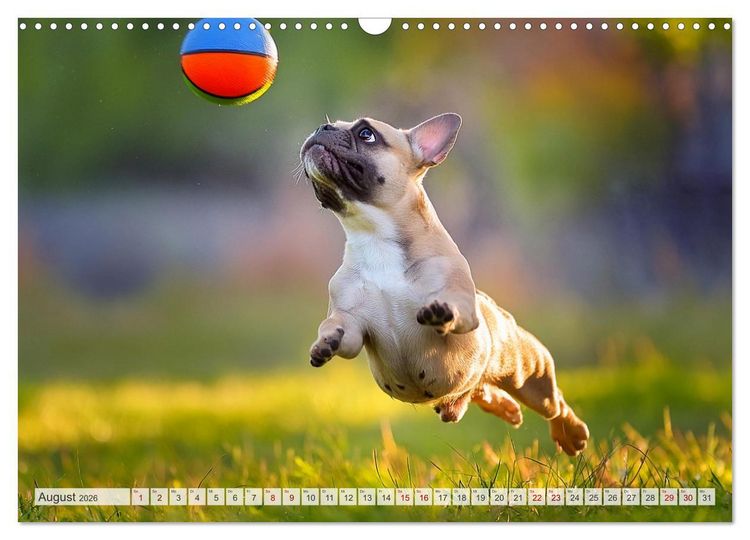Produktbild: Bullys in Action - Franz&ouml;sische Bulldoggen lieben B&auml;lle (Wandkalender 2026 DIN A3 quer), CALVENDO Monatskalender