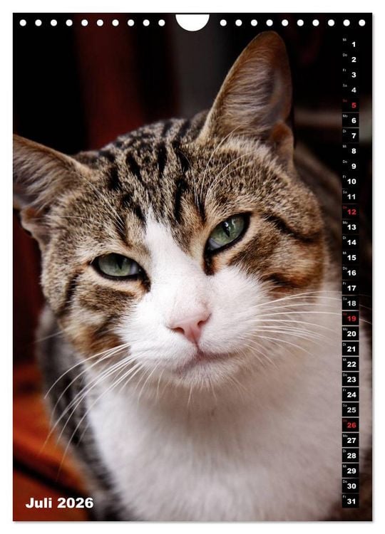 Produktbild: Istanbuls Katzen (Wandkalender 2026 DIN A4 hoch), CALVENDO Monatskalender