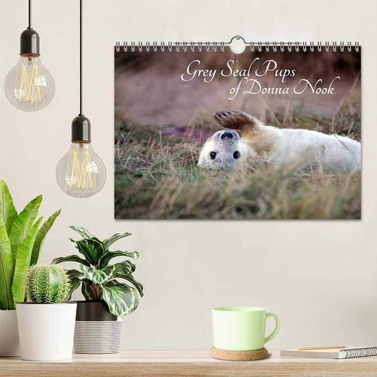 Produktbild: Grey Seal Pups of Donna Nook (Wall Calendar 2026 DIN A4 landscape), CALVENDO 12 Month Wall Calendar