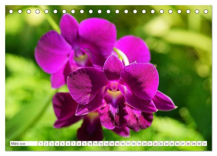 Produktbild: Asiatische Blumenpracht (Tischkalender 2026 DIN A5 quer), CALVENDO Monatskalender