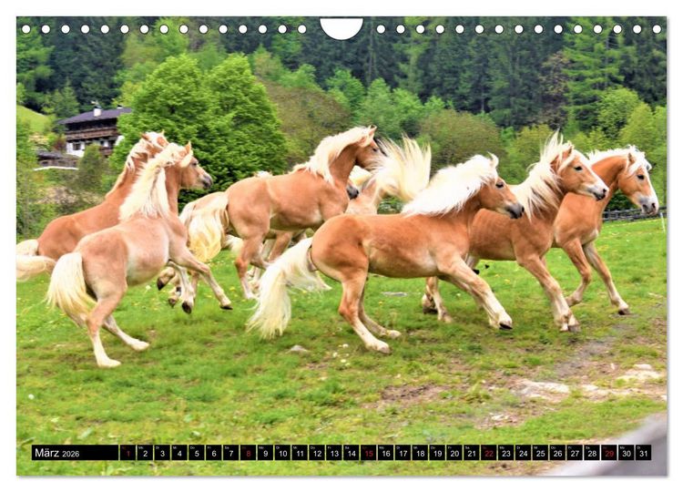 Produktbild: Pferde im Passeiertal (Wandkalender 2026 DIN A4 quer), CALVENDO Monatskalender