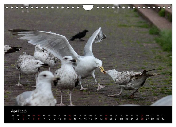 Produktbild: Spontane Fotografie - M&ouml;wen (Wandkalender 2026 DIN A4 quer), CALVENDO Monatskalender