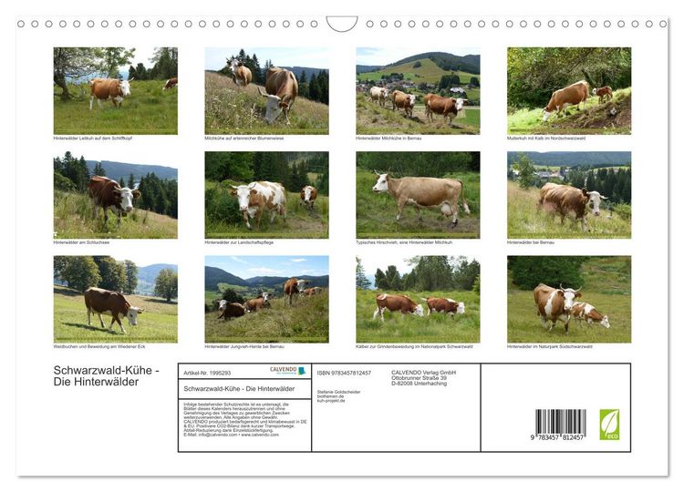 Produktbild: Schwarzwald-K&uuml;he - Die Hinterw&auml;lder (Wandkalender 2026 DIN A3 quer), CALVENDO Monatskalender