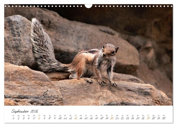 Produktbild: X Tage Fuerteventura &ndash; Str&auml;nde, Vulkane und grandiose Landschaften (Wandkalender 2026 DIN A3 quer), CALVENDO Monatskalender