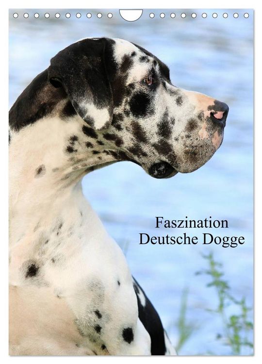 Produktbild: Faszination Deutsche Dogge (Wandkalender 2026 DIN A4 hoch), CALVENDO Monatskalender
