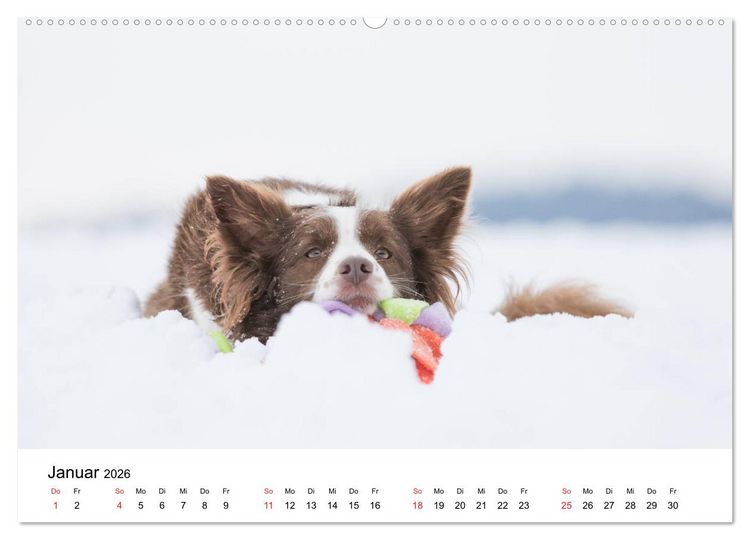 Produktbild: Border Collie - Bunt und clever! (hochwertiger Premium Wandkalender 2026 DIN A2 quer), Kunstdruck in Hochglanz