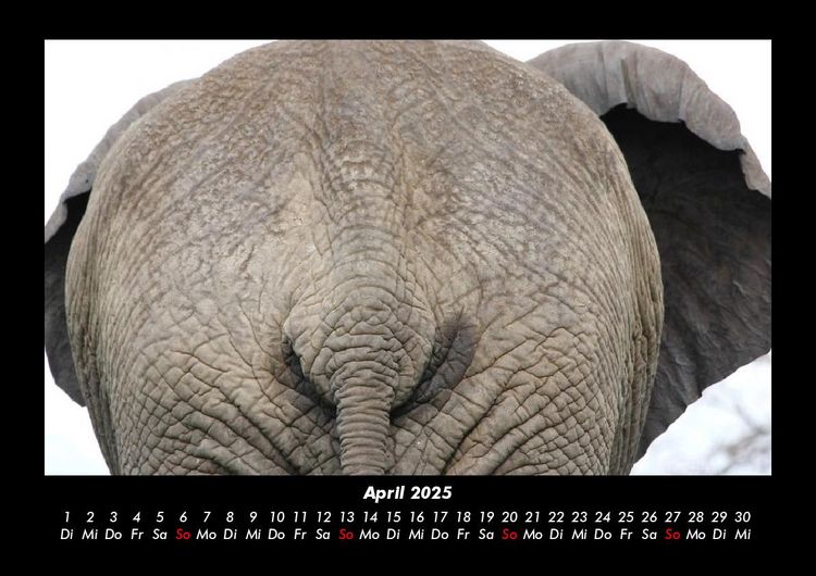 Produktbild: Tiere im Zoo 2025 Fotokalender DIN A3