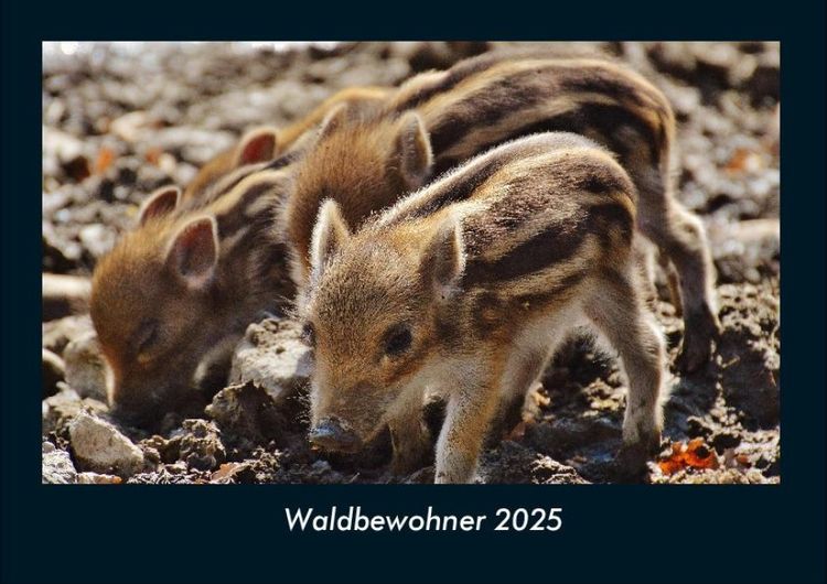 Produktbild: Waldbewohner 2025 Fotokalender DIN A4