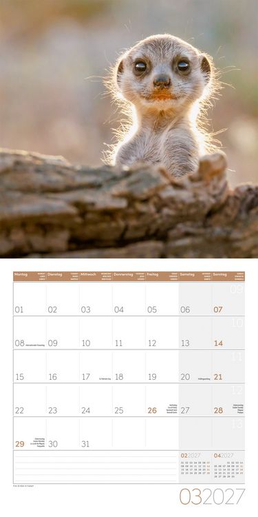 Produktbild: Erdm&auml;nnchen Kalender 2027 - 30x30 - Art12