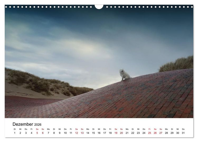 Produktbild: Ein Samojede am Meer (Wandkalender 2026 DIN A3 quer), CALVENDO Monatskalender