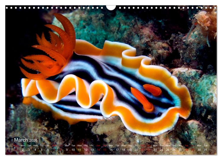 Produktbild: Diving in Indonesia - BEAUTIFUL NUDIBRANCHS (Wall Calendar 2026 DIN A3 landscape), CALVENDO 12 Month Wall Calendar