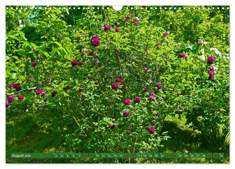 Produktbild: Rosengarten auf dem Beutig (Wandkalender 2026 DIN A3 quer), CALVENDO Monatskalender