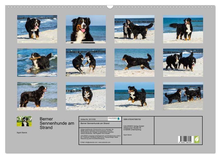 Produktbild: Berner Sennenhunde am Strand (Wandkalender 2026 DIN A2 quer), CALVENDO Monatskalender